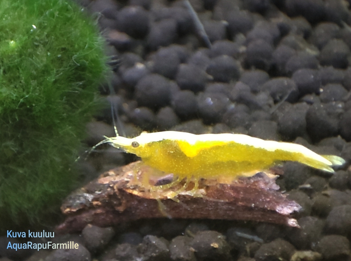 Neocaridina davidi - Image 5