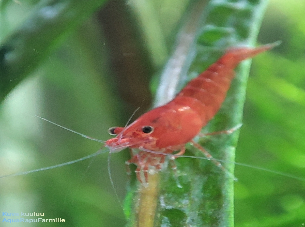 Neocaridina davidi - Image 11