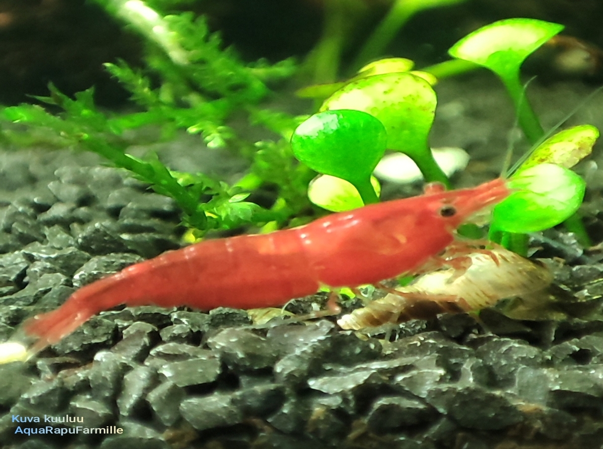 Neocaridina davidi - Image 9