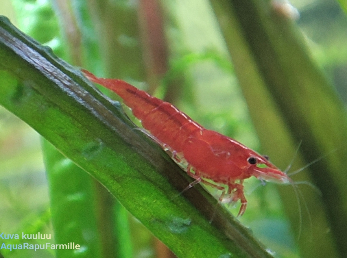 Neocaridina davidi - Image 10