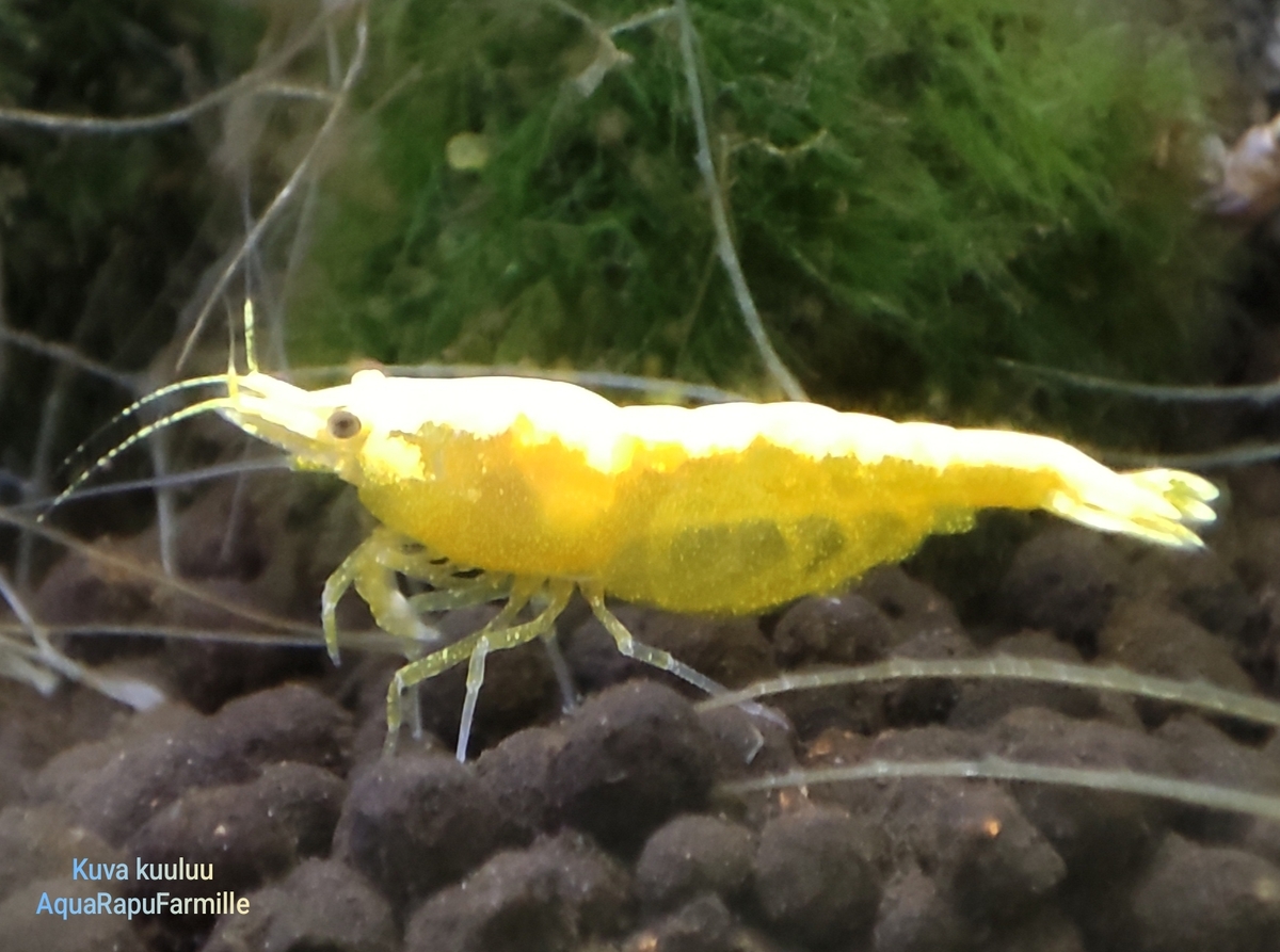 Neocaridina davidi - Image 4