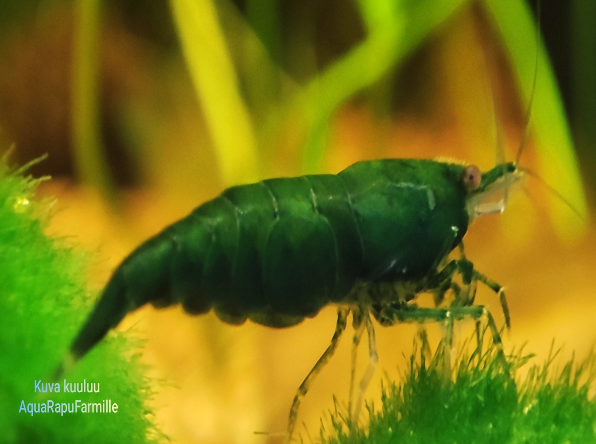 Neocaridina davidi - Image 6