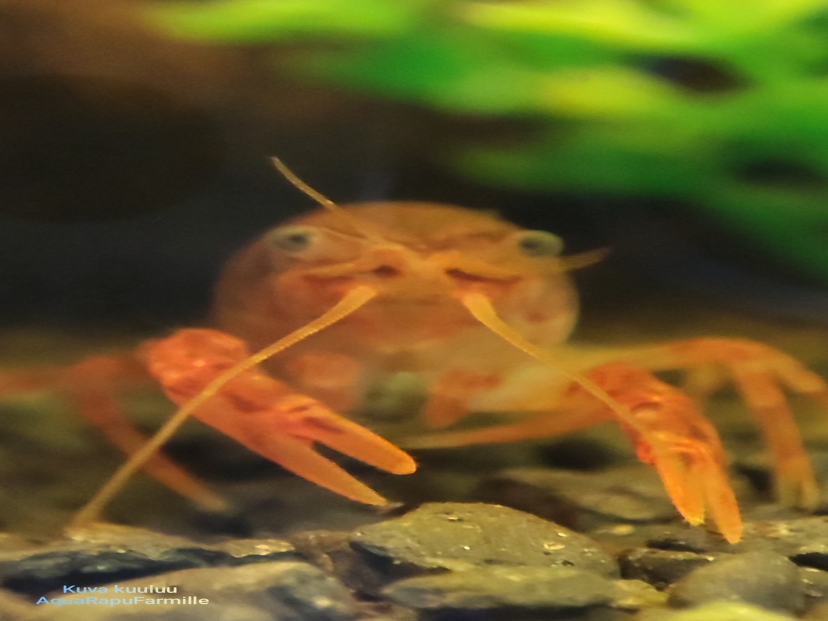 Cambarellus patzcuarensis (CPO) - Image 2