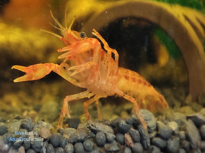 Cambarellus patzcuarensis (CPO)