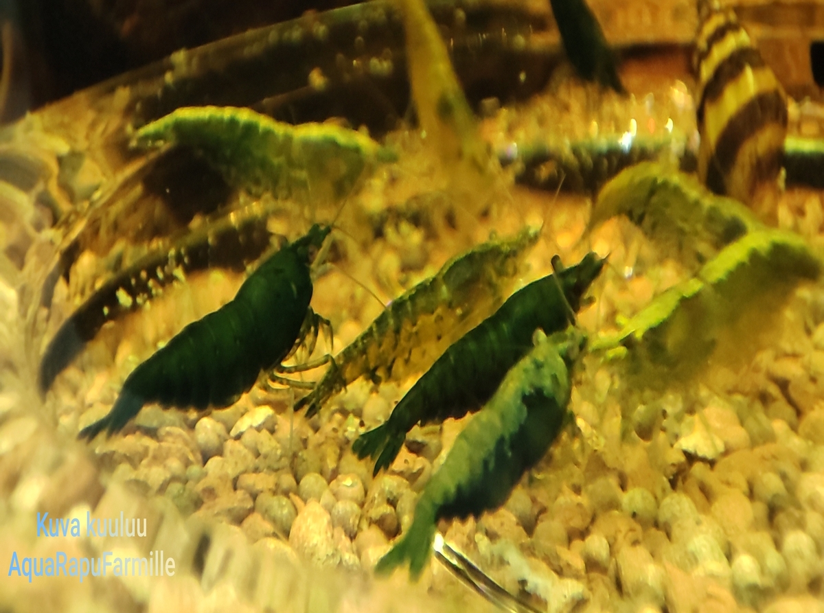 Neocaridina davidi - Image 7