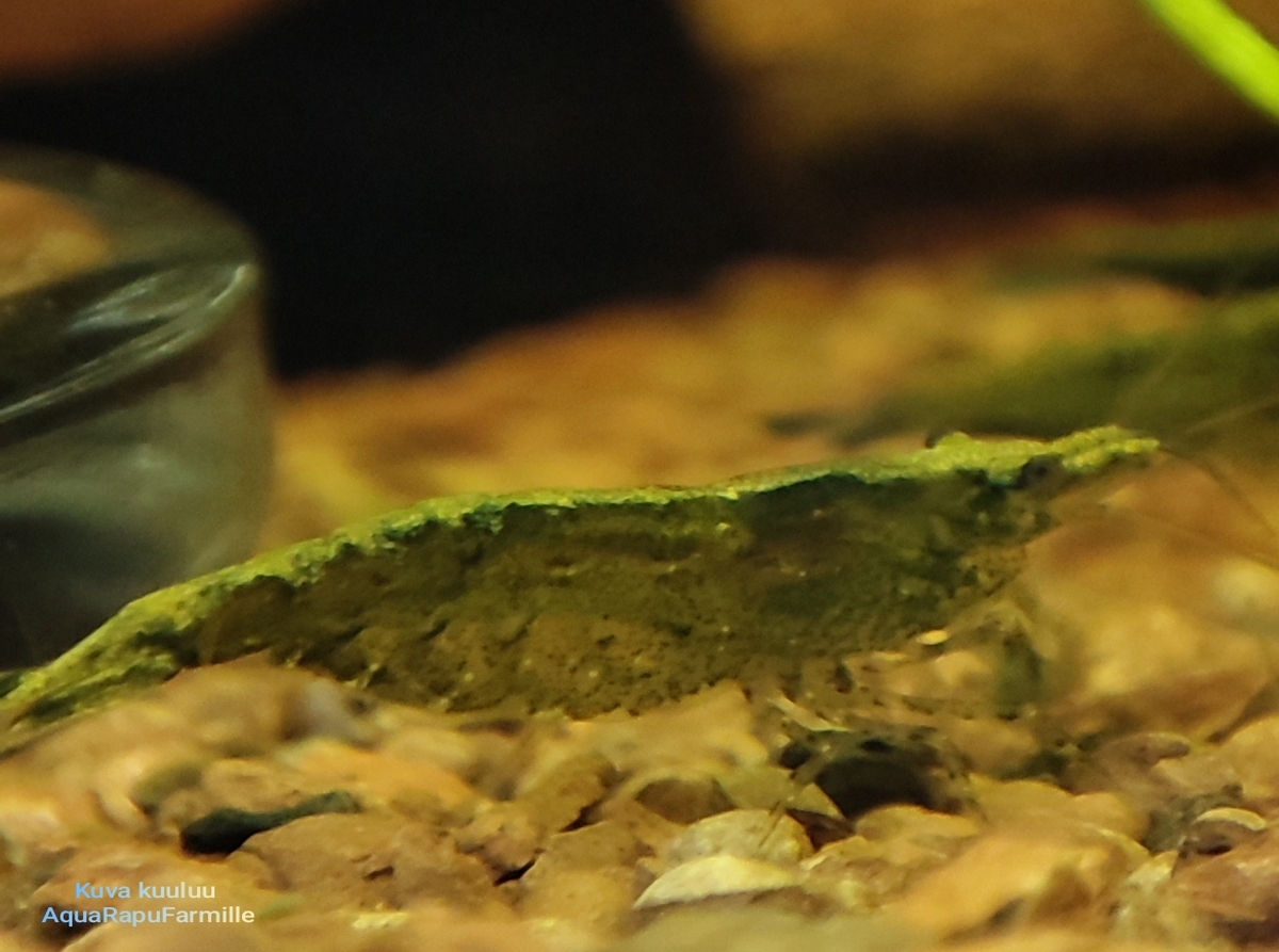 Neocaridina davidi - Image 8