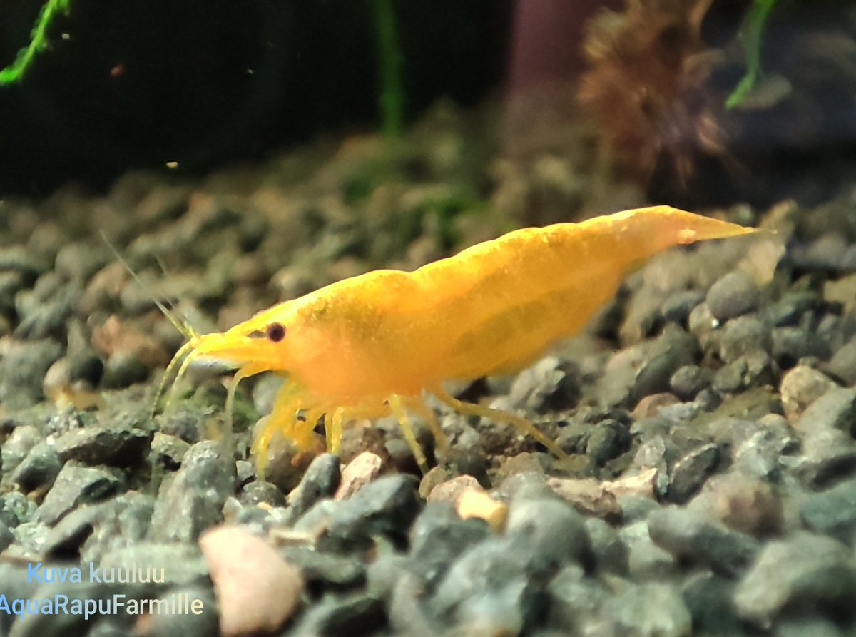 Neocaridina davidi - Image 3