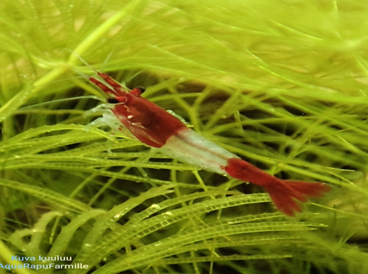 Neocaridina davidi - Image 13