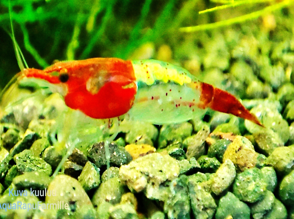 Neocaridina davidi - Image 12