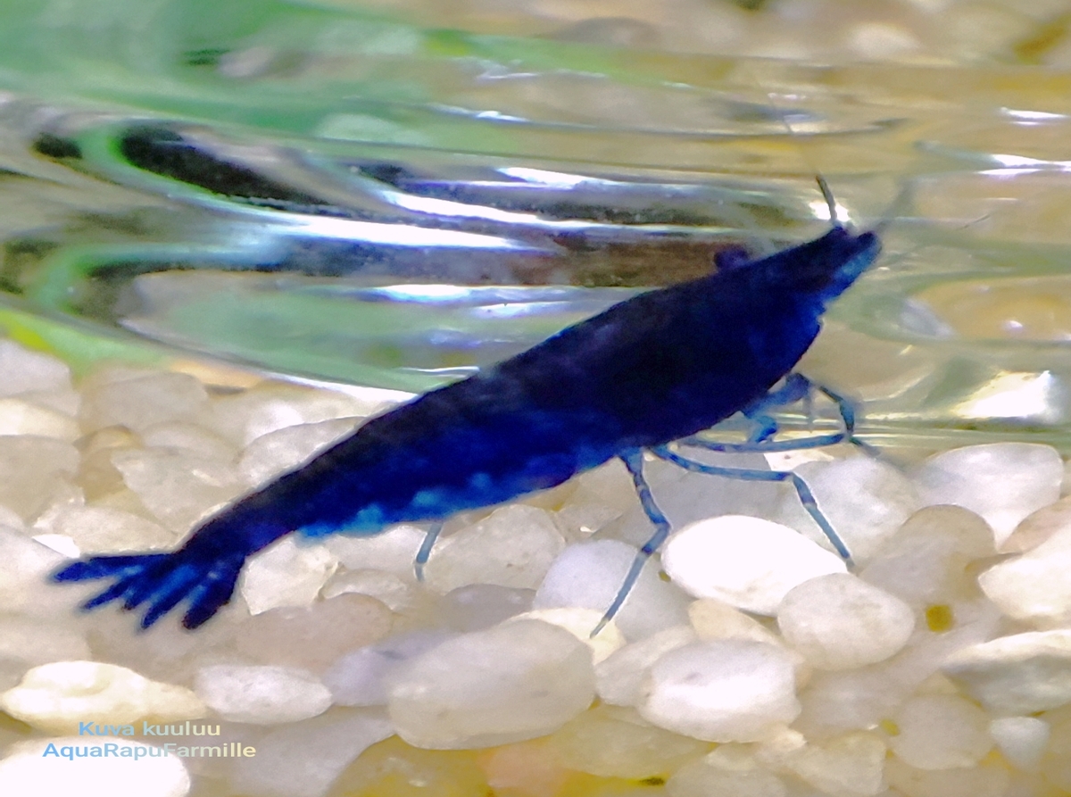 Neocaridina davidi - Image 2