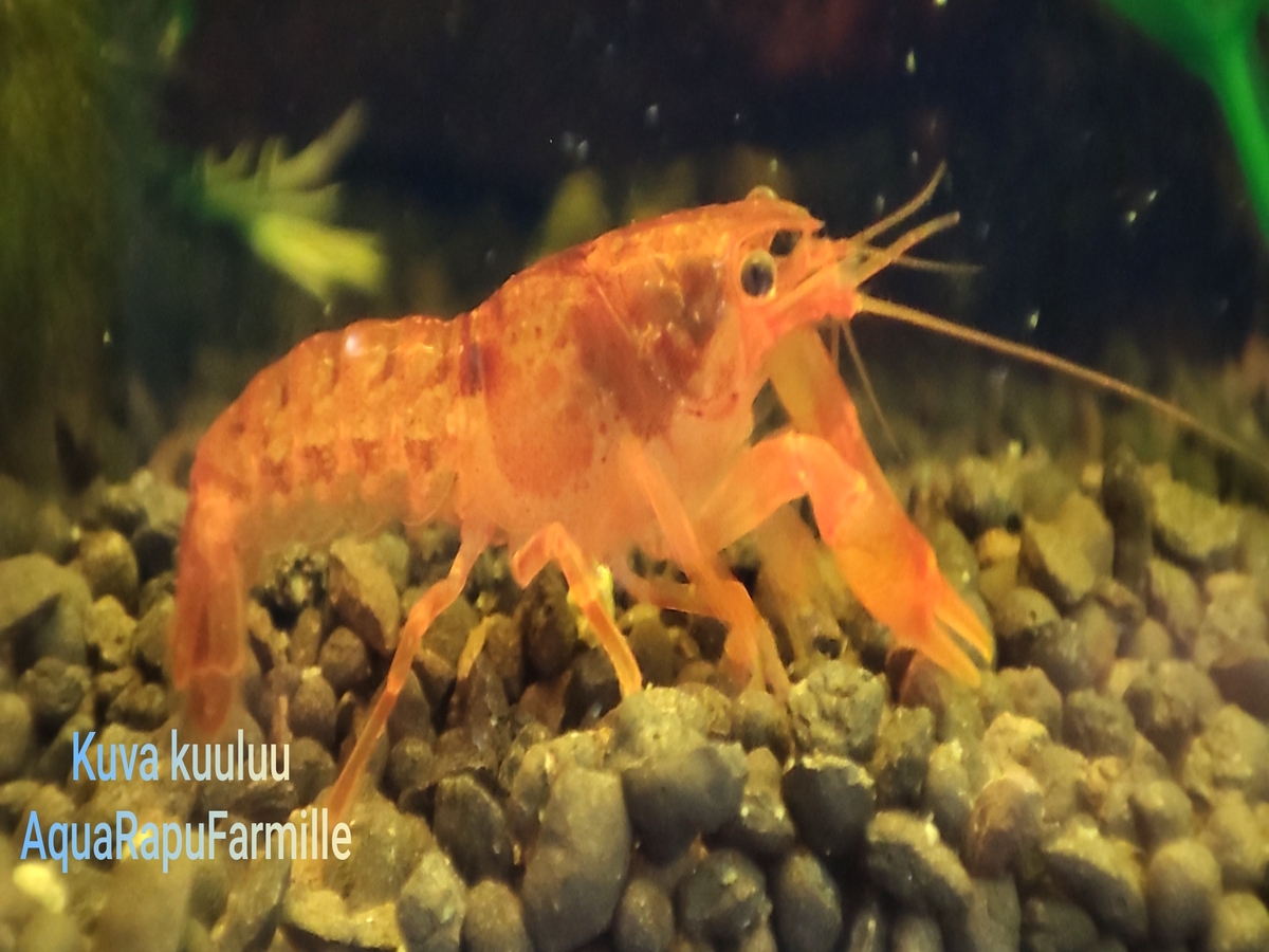Cambarellus patzcuarensis (CPO) - Image 3