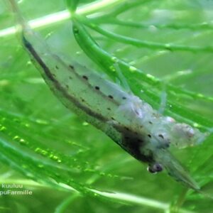 Amanosukarapu (Caridina multidentata)