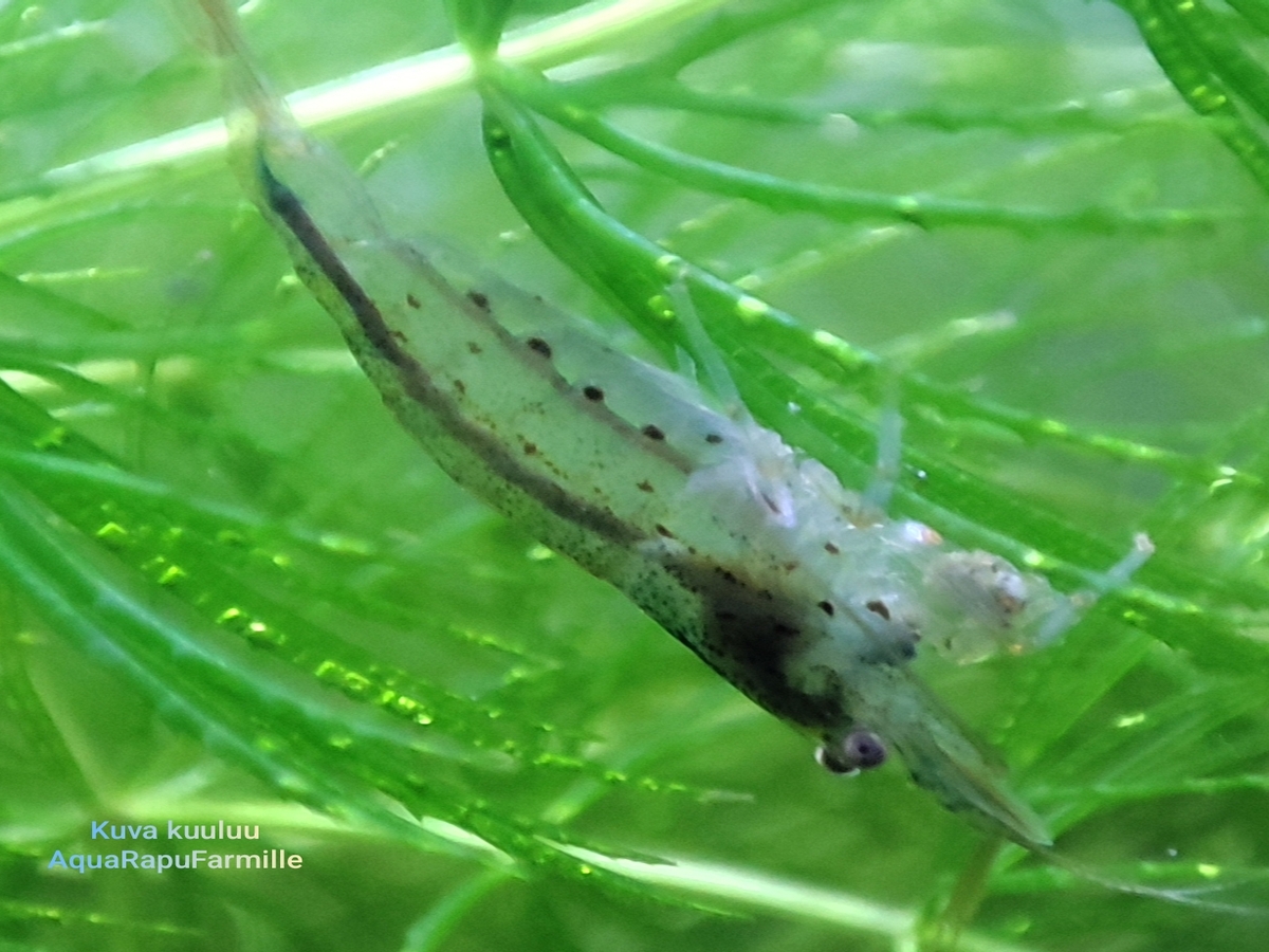 Amanosukarapu (Caridina multidentata)