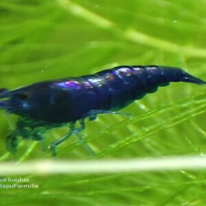 Neocaridina davidi