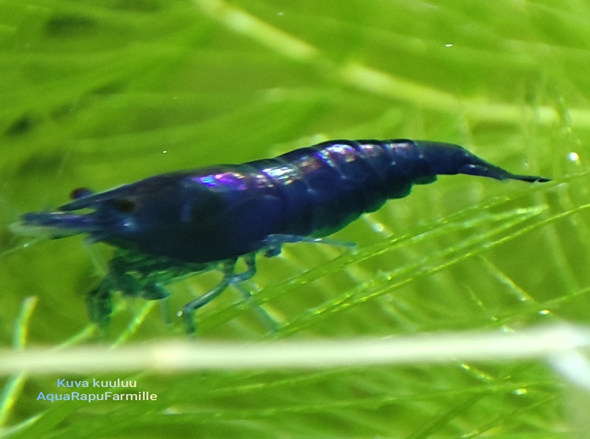 Neocaridina davidi